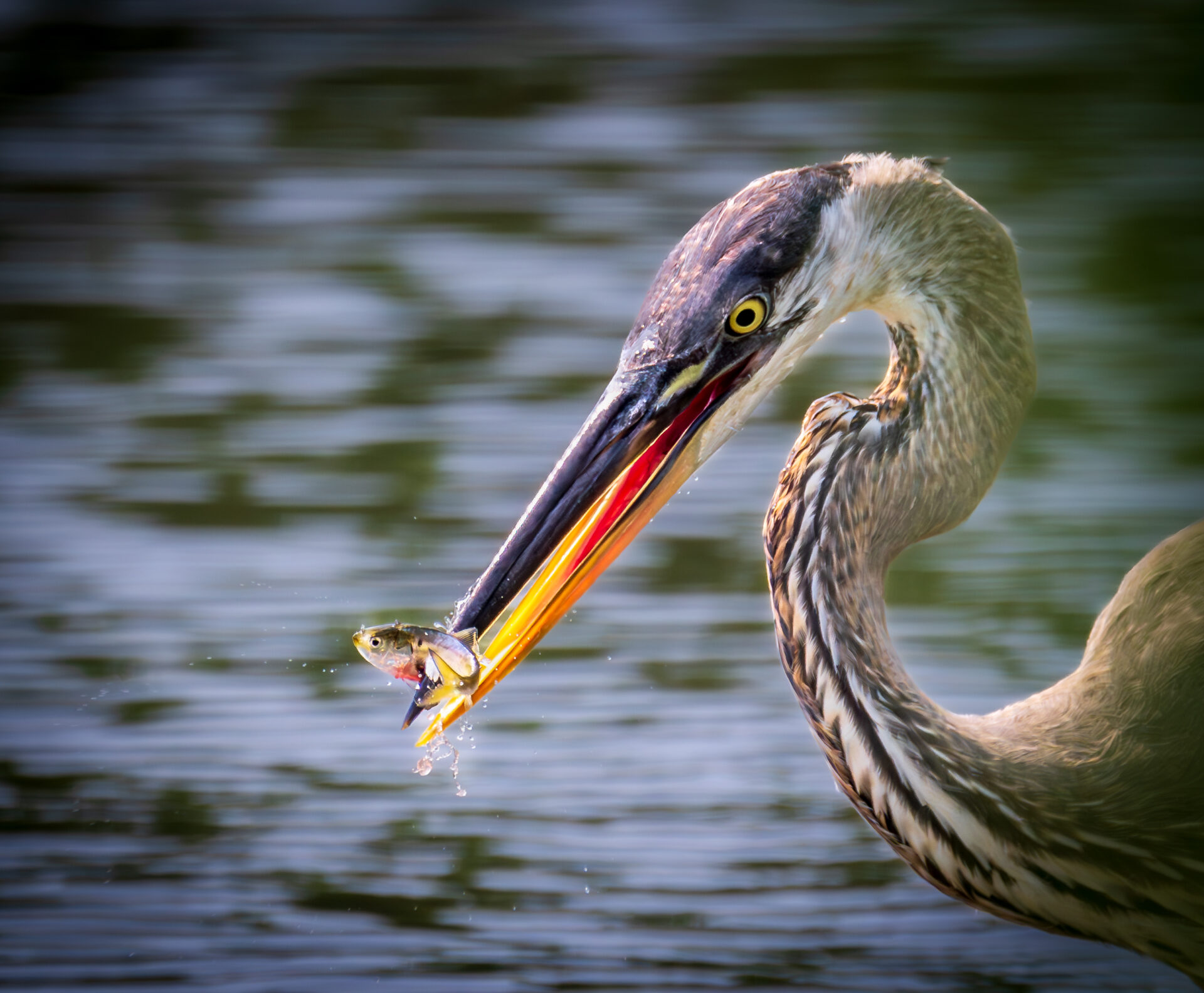 Great blue heron spearfishing