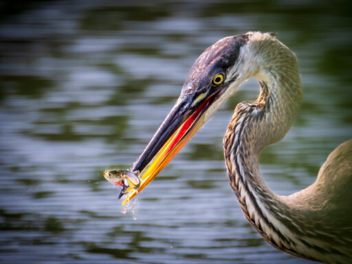 Great blue heron spearfishing