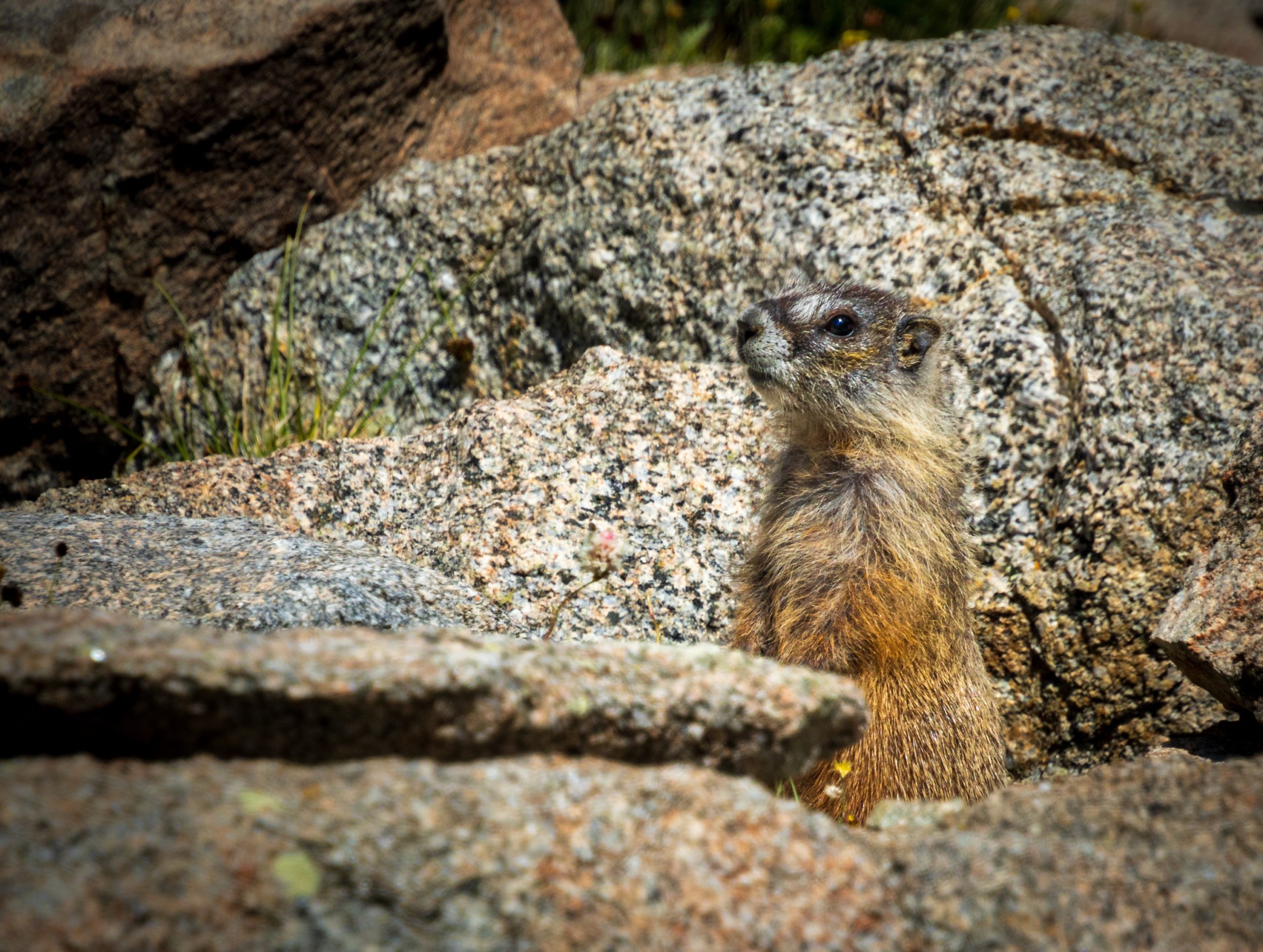 Marmot on the Hailey Pass Trail