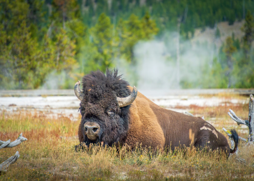 Bison resting in a geothermal area
