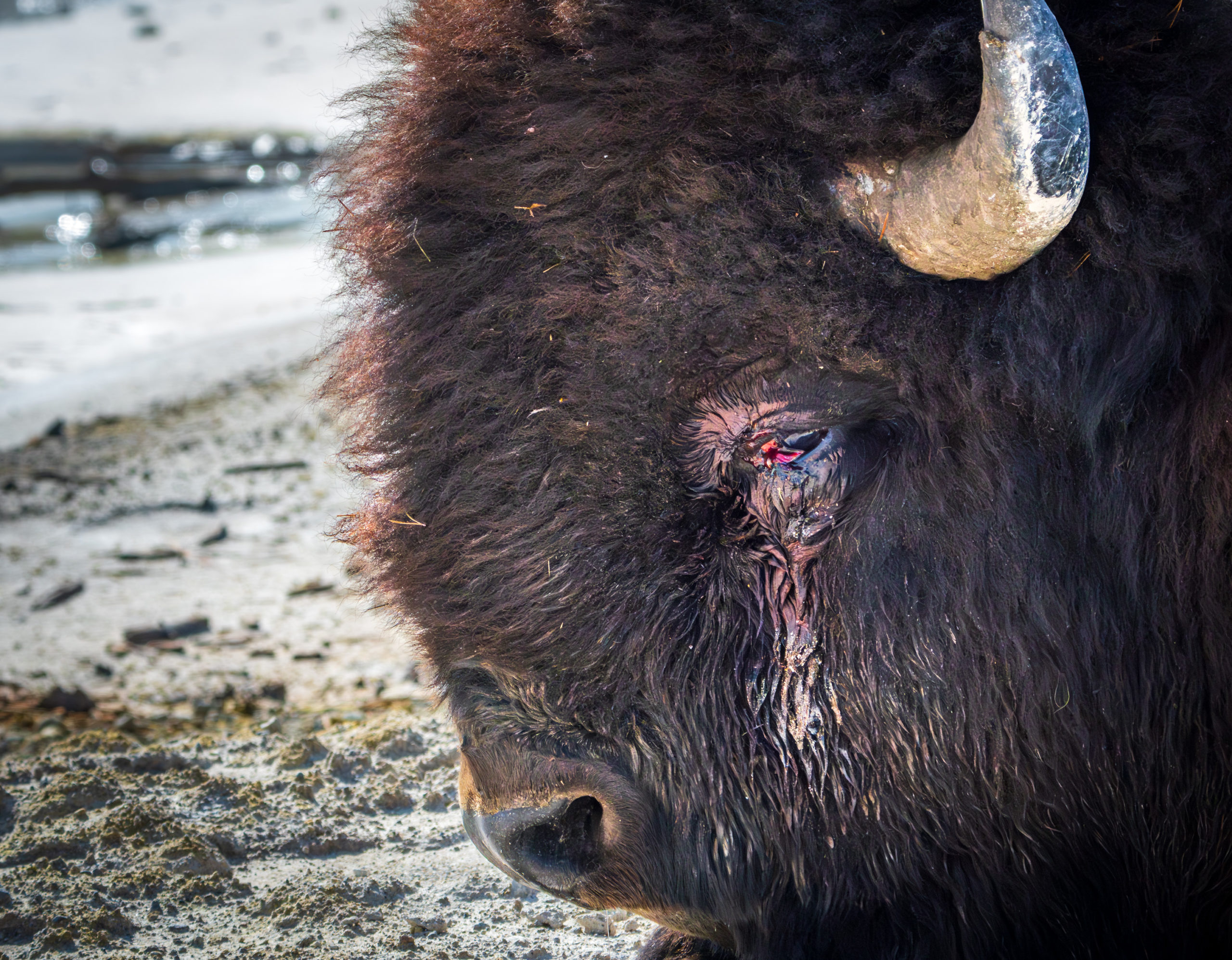 Bison with eye injury
