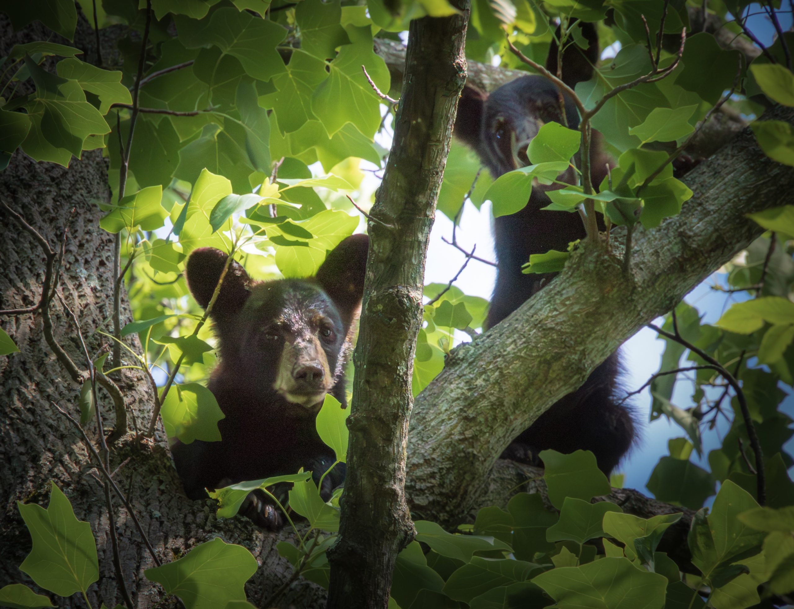 Two bear cubs in a tree