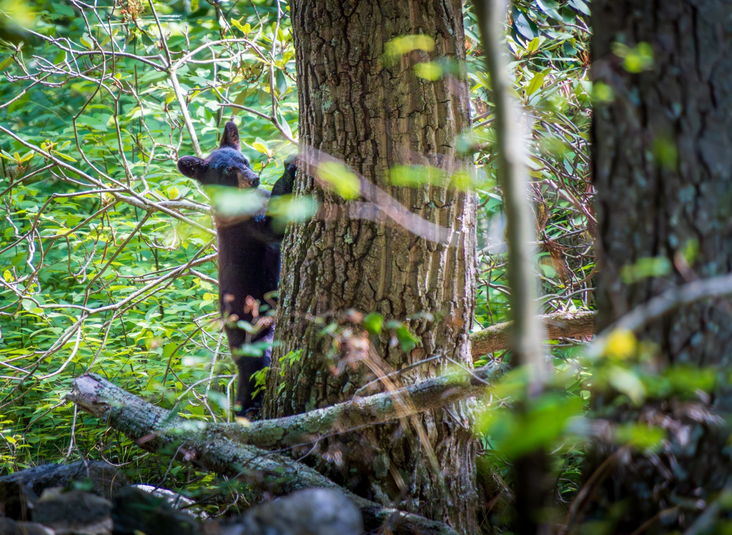 Bear cub climbing a tree in Worthington State Forest