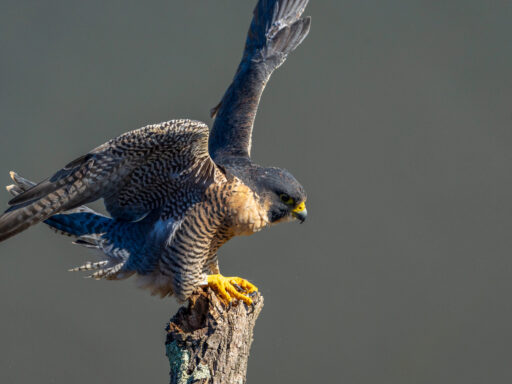 "Una," the adult female peregrine falcon on the Hudson Palisades