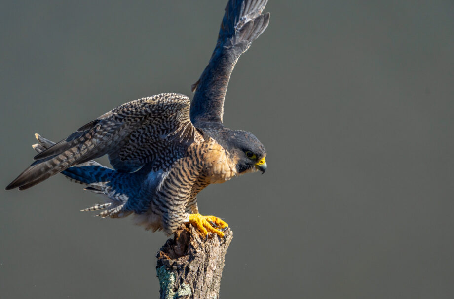 "Una," the adult female peregrine falcon on the Hudson Palisades