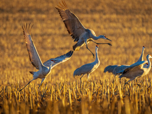Sandhill cranes fighting