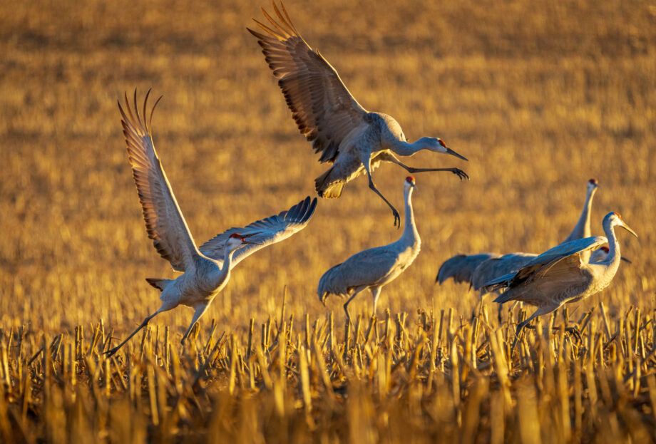 Sandhill cranes fighting