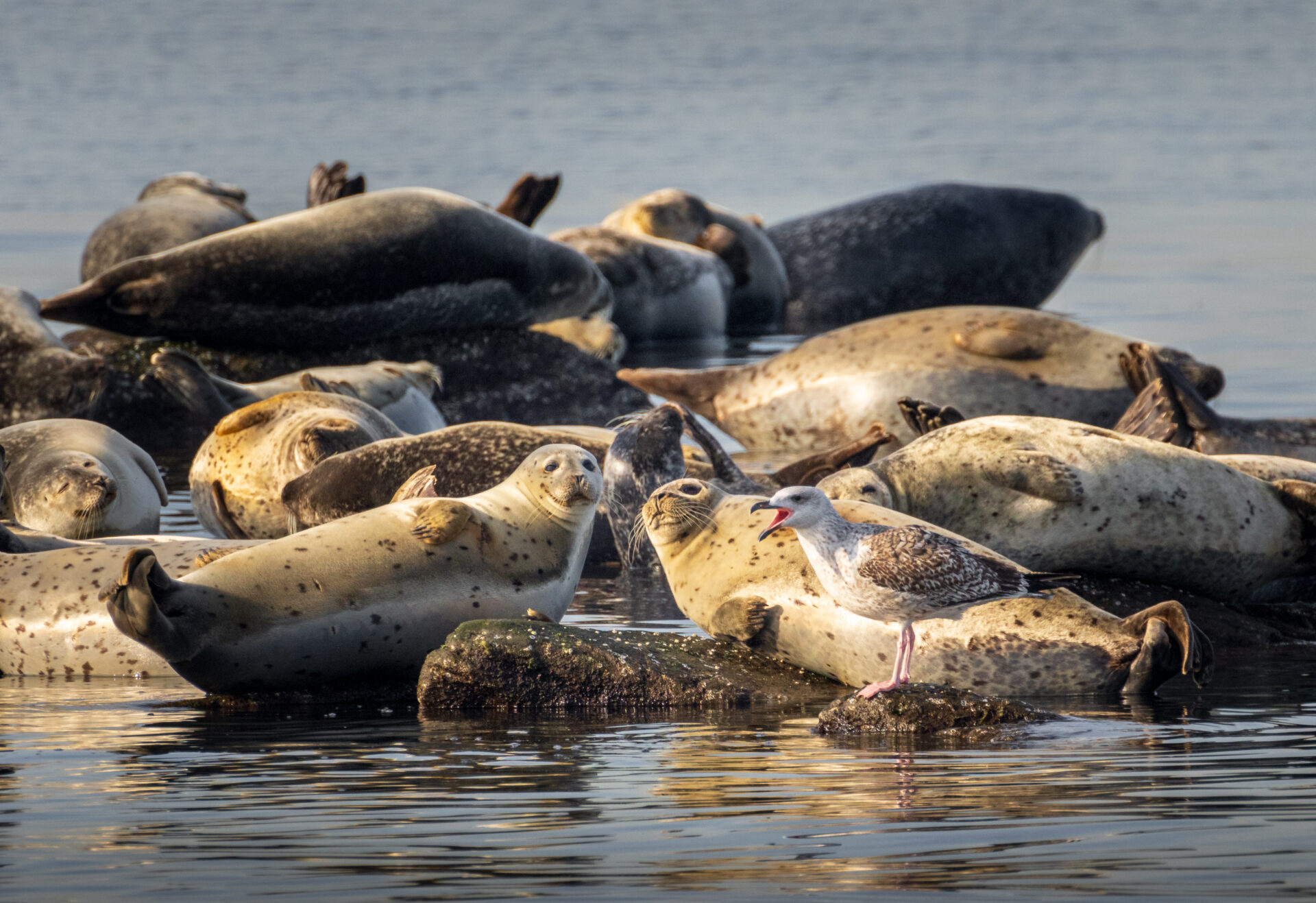 Sandy Hook harbor seals