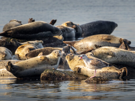 Sandy Hook harbor seals