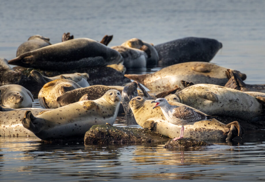 Sandy Hook harbor seals