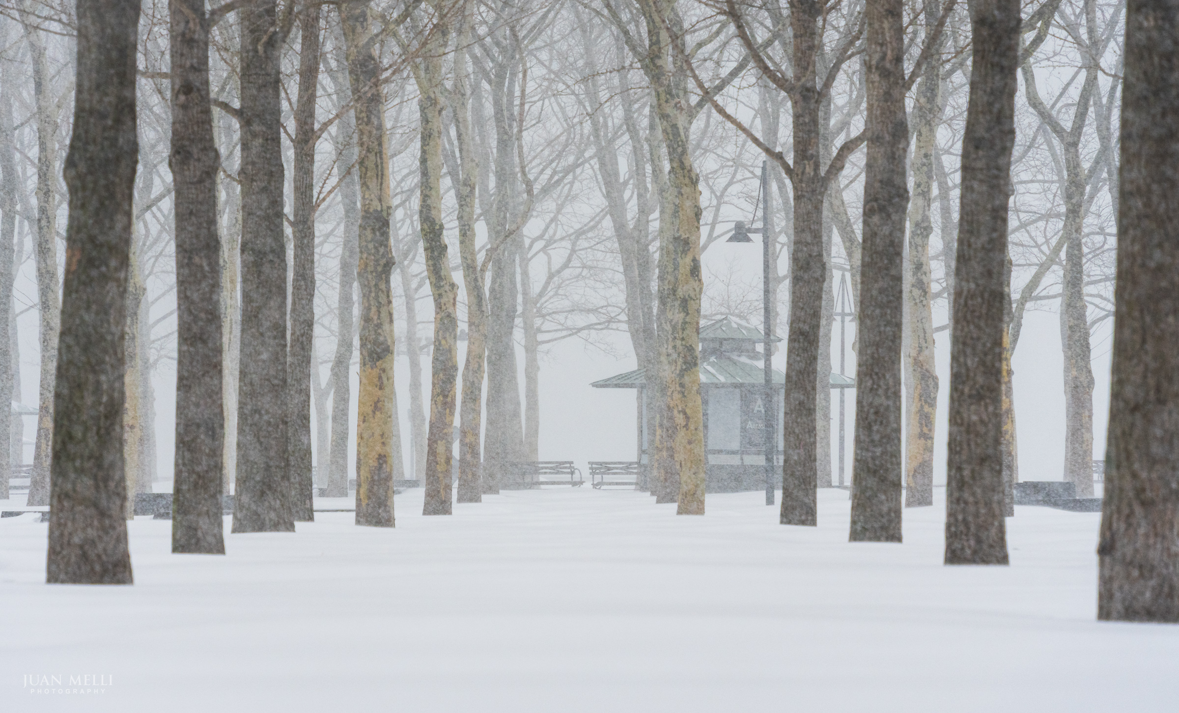 Snow blankets Pier A’s 9/11 memorial ginkgo grove, with London plane trees in the distance.