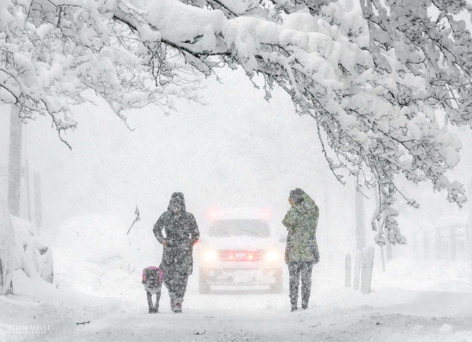 Two women walking a dog. The large branch sagging over them snapped and fell seconds after they walked by.