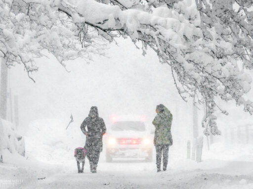Two women walking a dog. The large branch sagging over them snapped and fell seconds after they walked by.