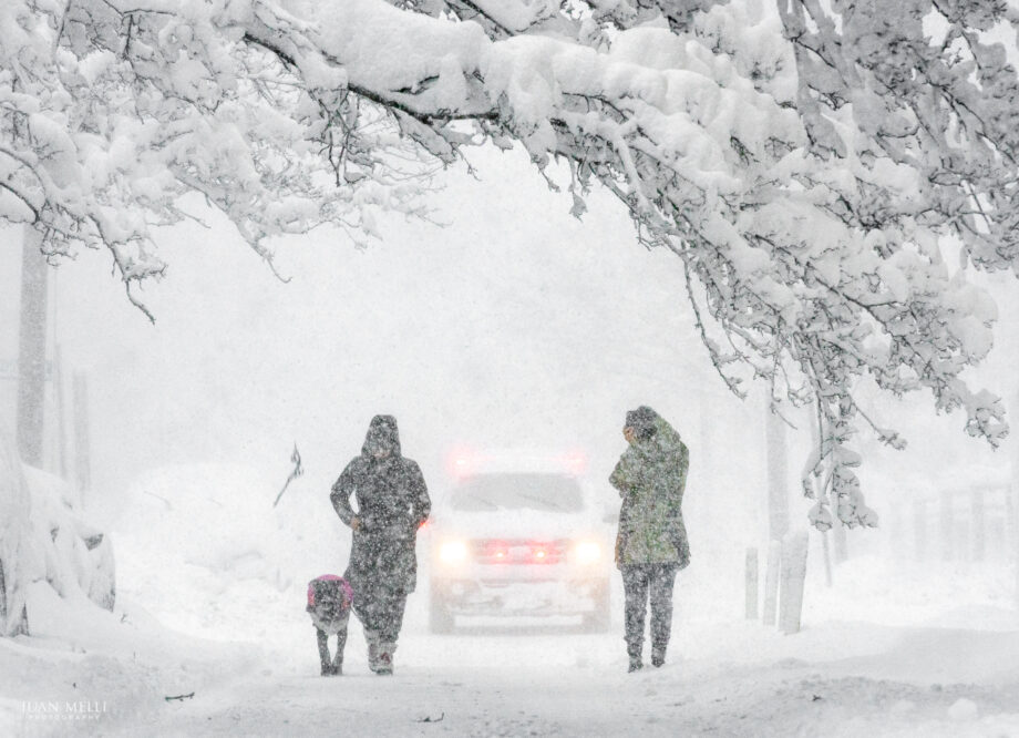 Two women walking a dog. The large branch sagging over them snapped and fell seconds after they walked by.