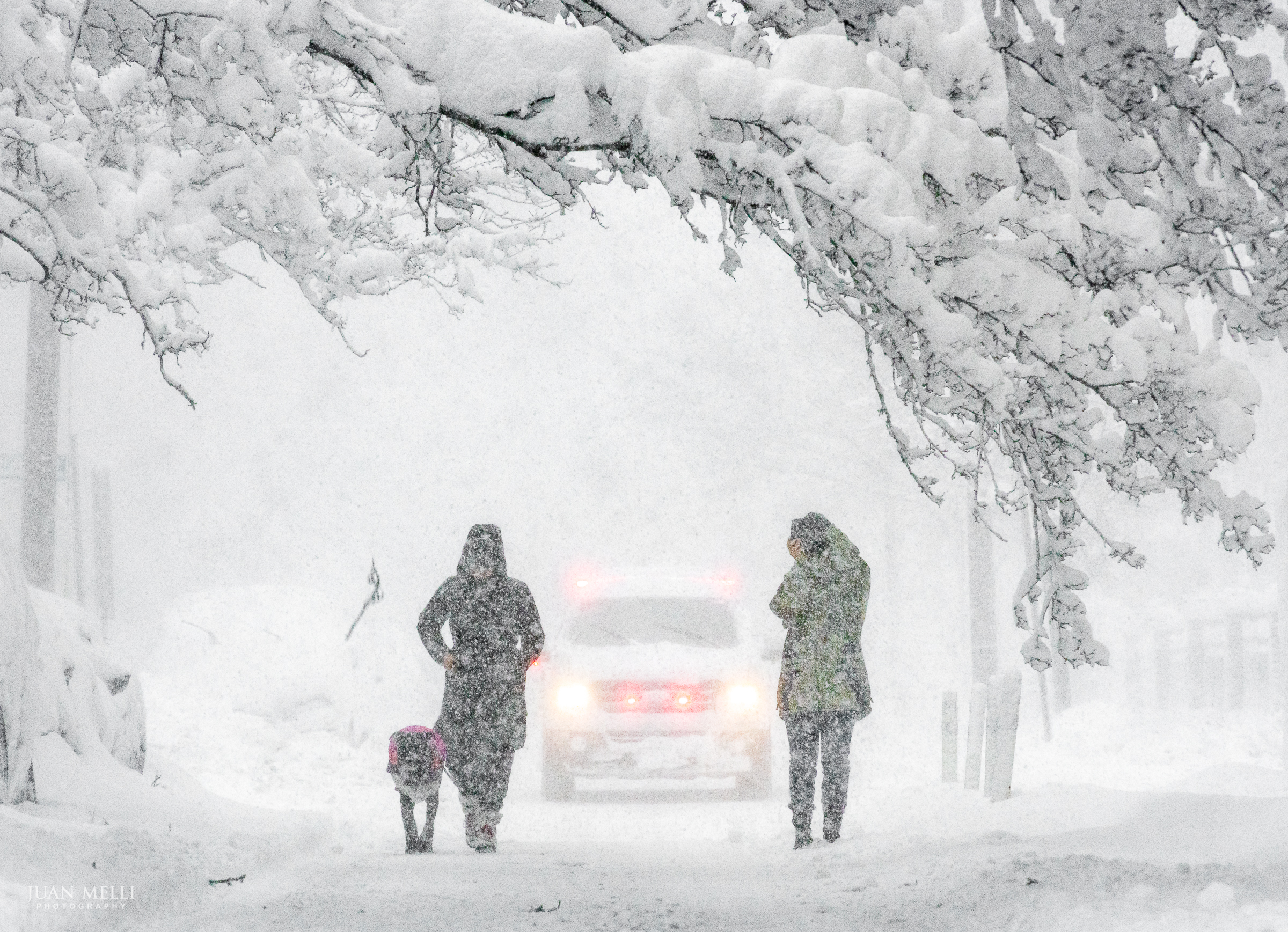 Two women walking a dog. The large branch sagging over them snapped and fell seconds after they walked by.