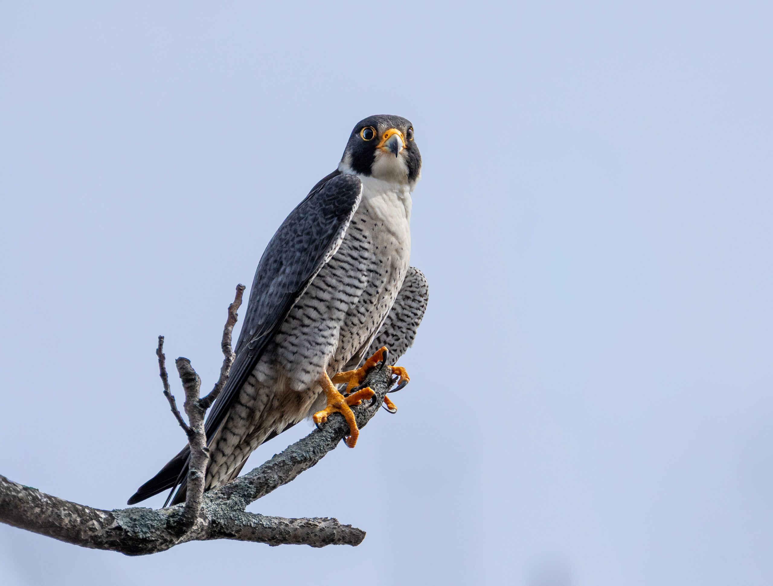 Peregrine Falcon near State Line Lookout