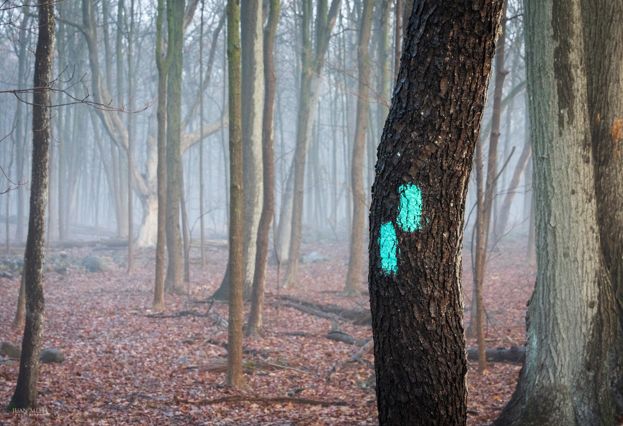 Foggy woods near State Line Lookout
