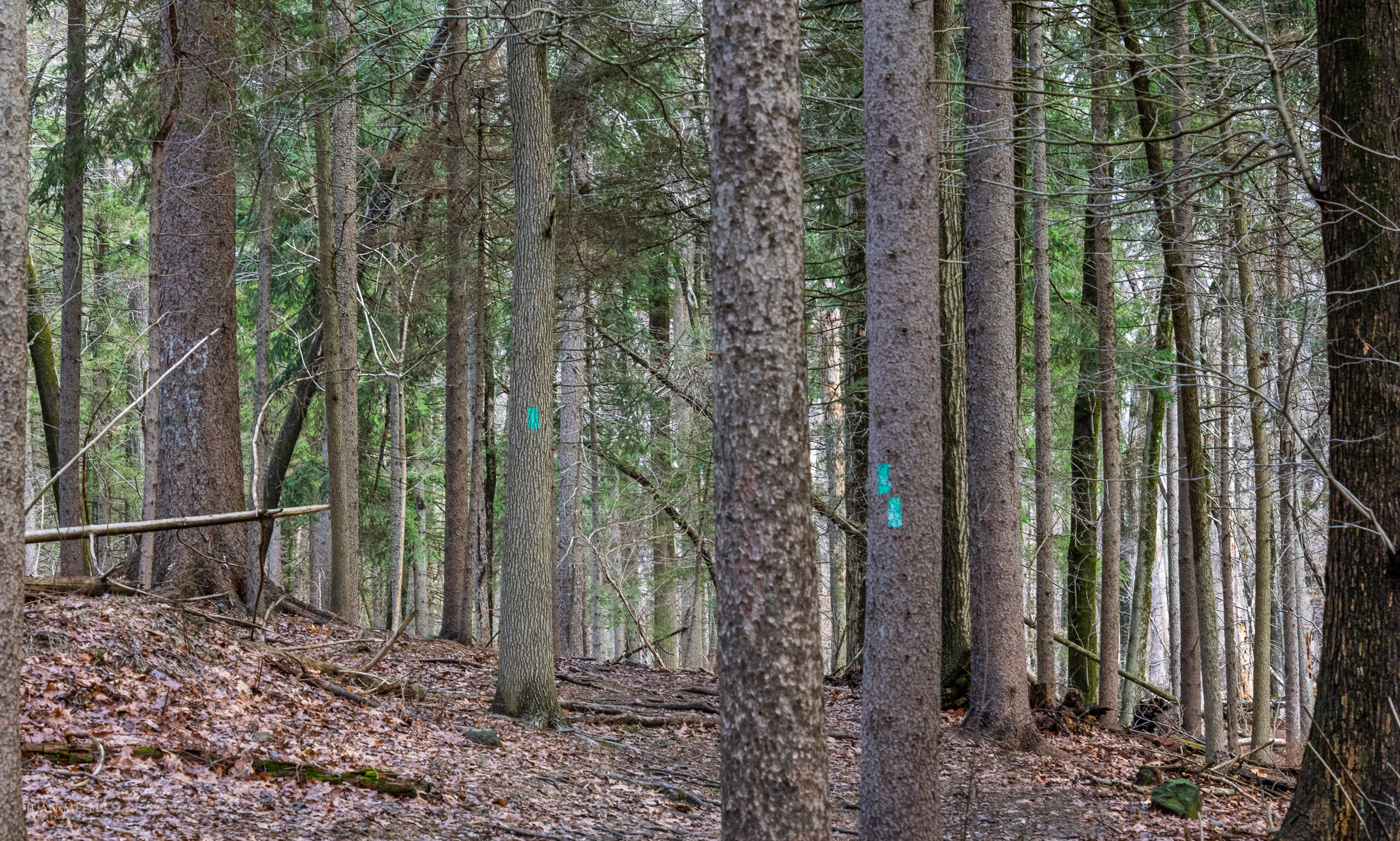 Evergreens in Blauvelt State Park