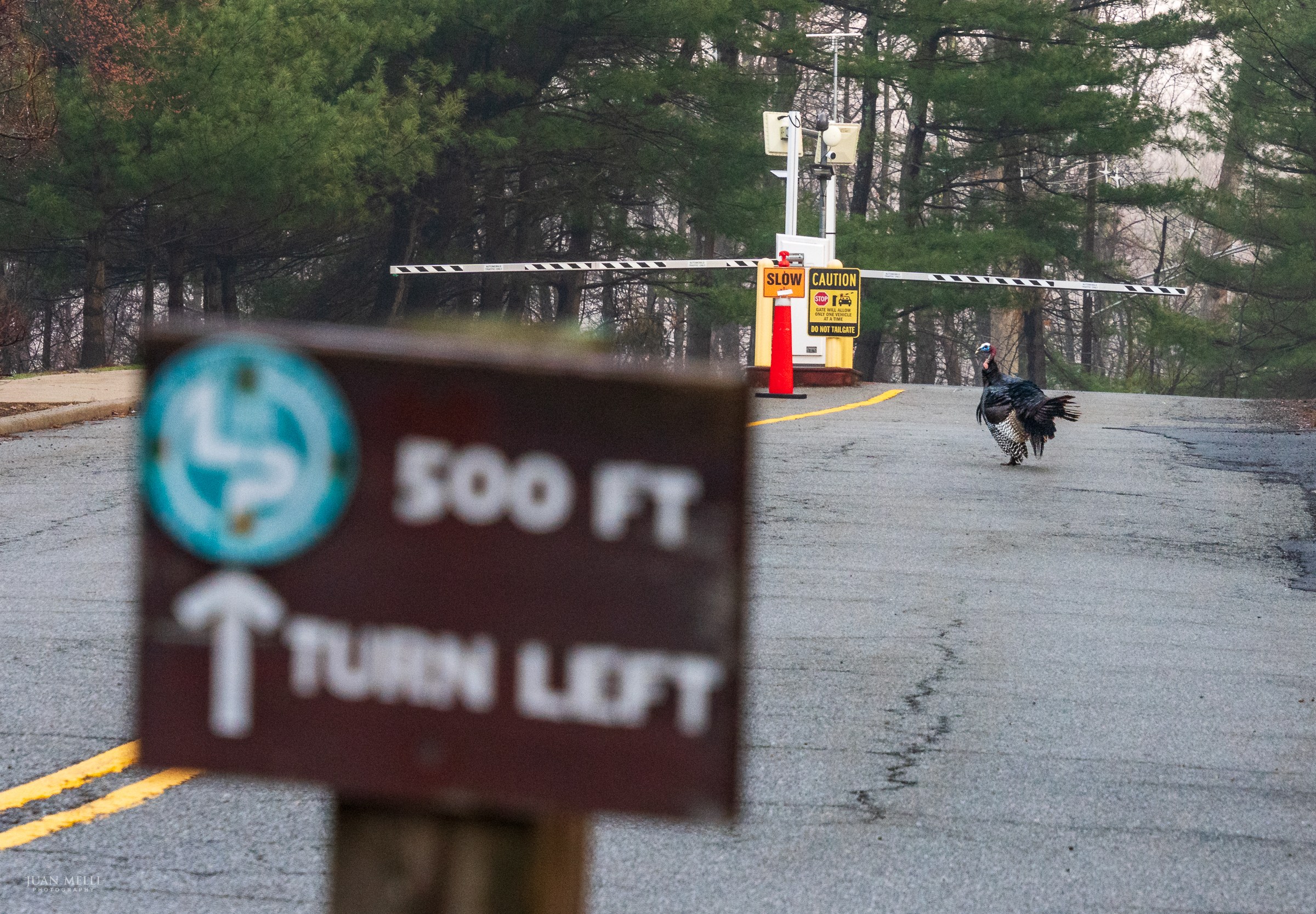 A turkey near the gate for the Lamont-Doherty Earth Observatory