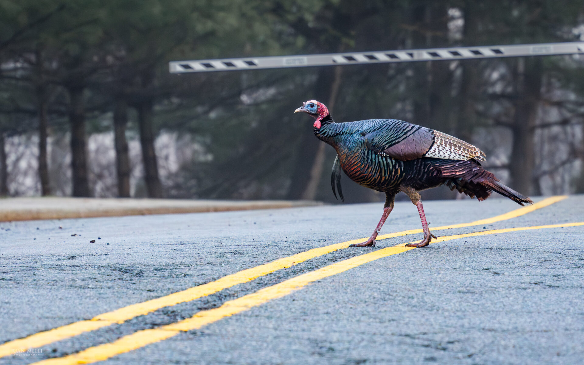 A turkey guards the entrance of Columbia University’s Lamont-Doherty Earth Observatory campus