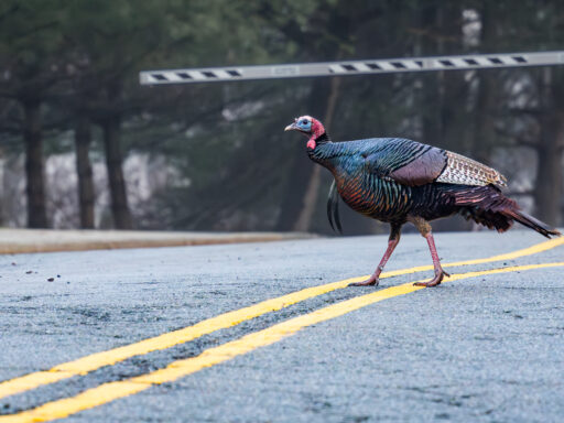 A turkey guards the entrance of Columbia University’s Lamont-Doherty Earth Observatory campus