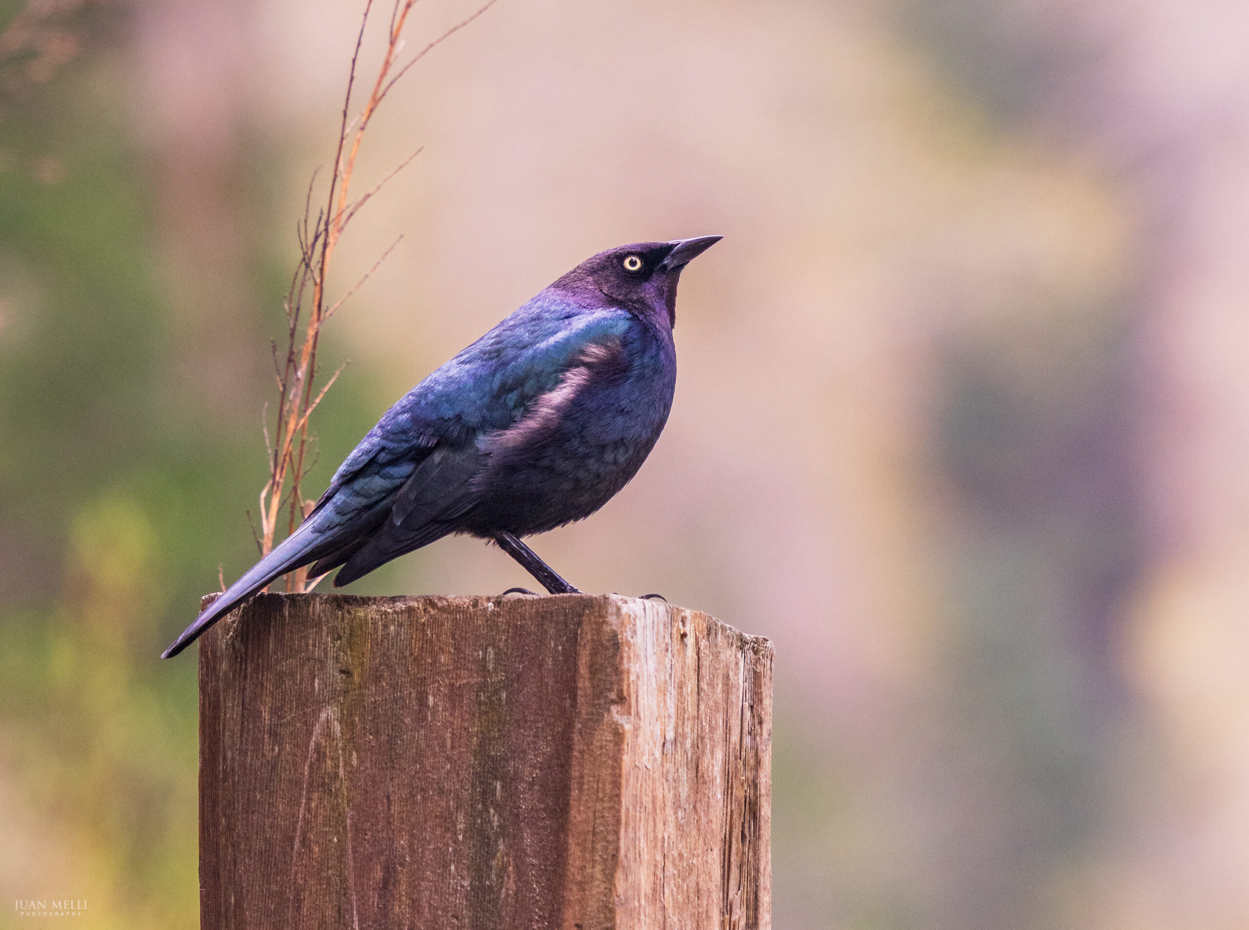 Brewer's Blackbird