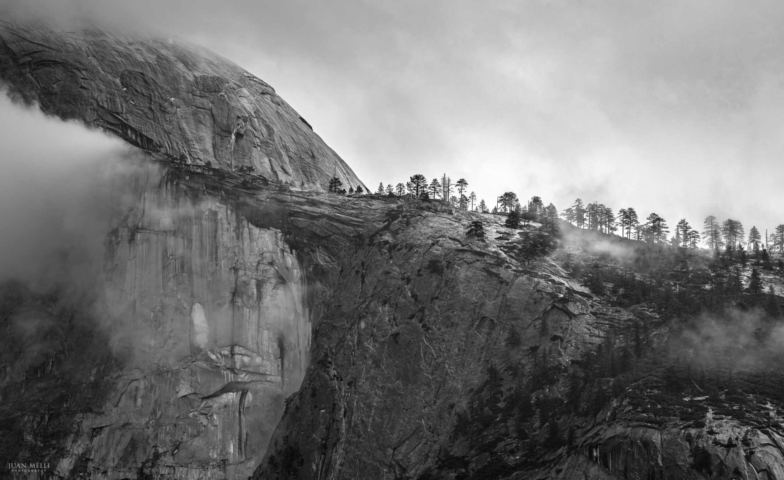 Half Dome trees