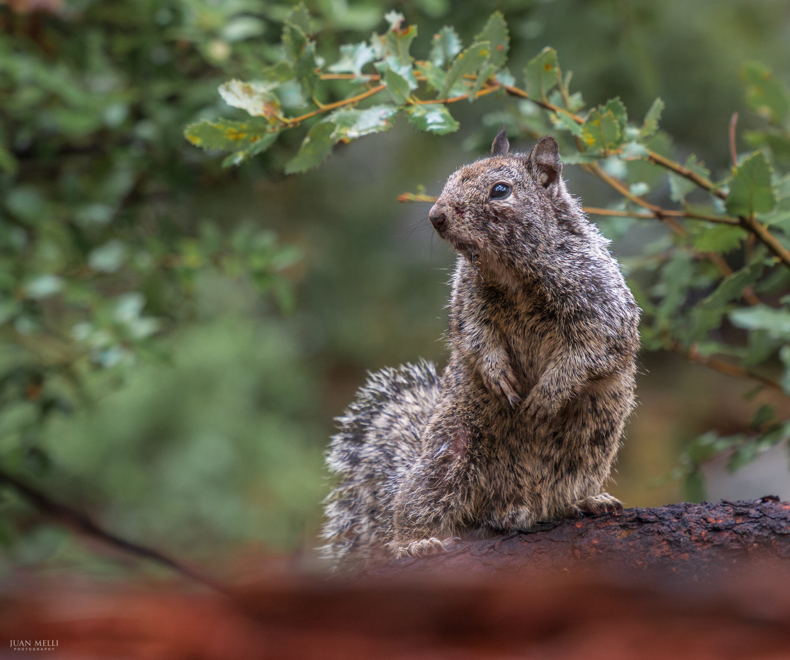 Squirrel