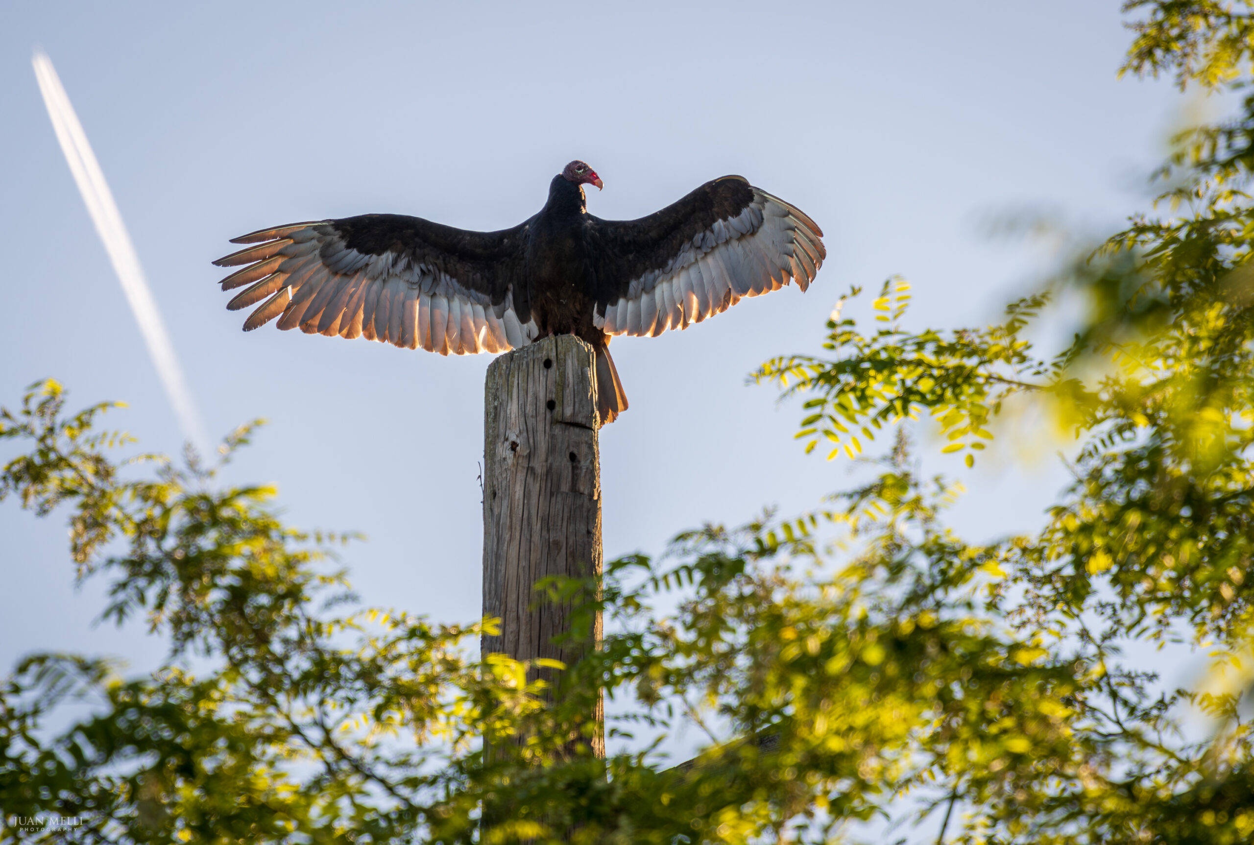Turkey Vulture