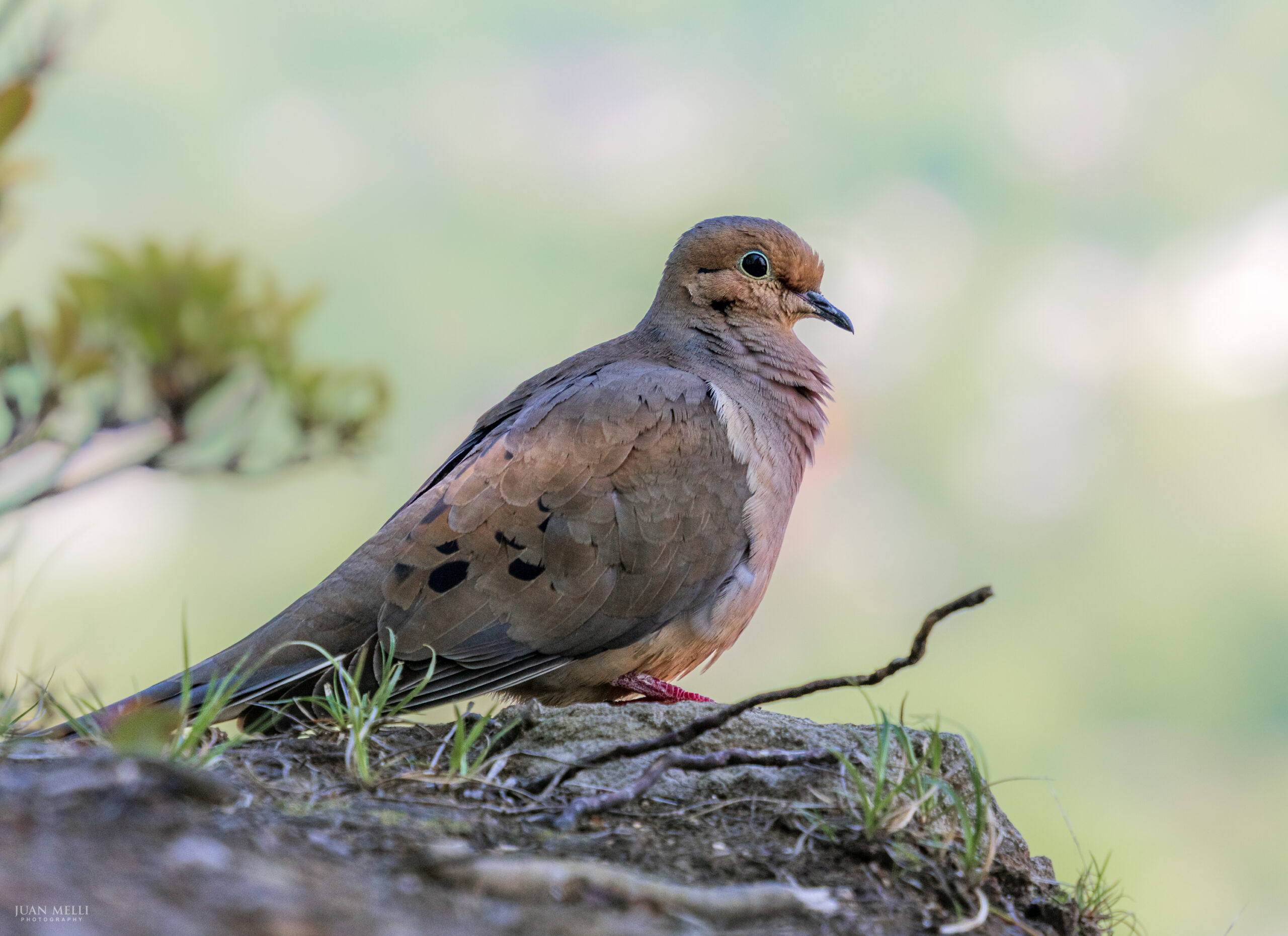 Mourning dove