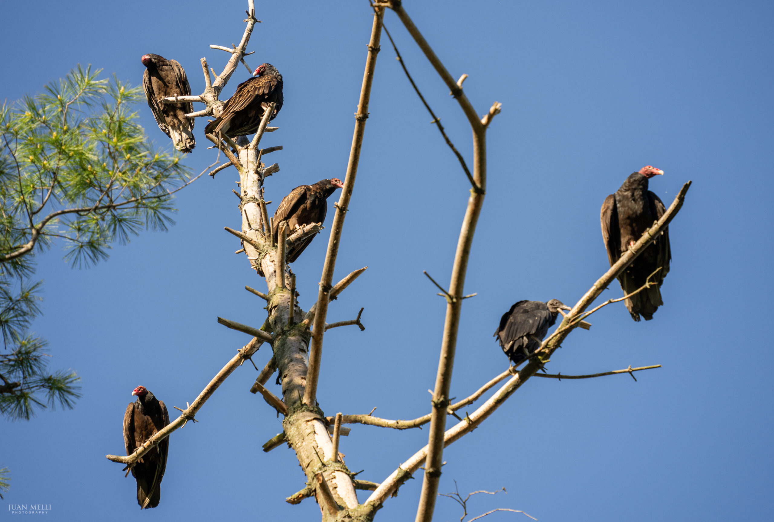 Turkey and black vultures