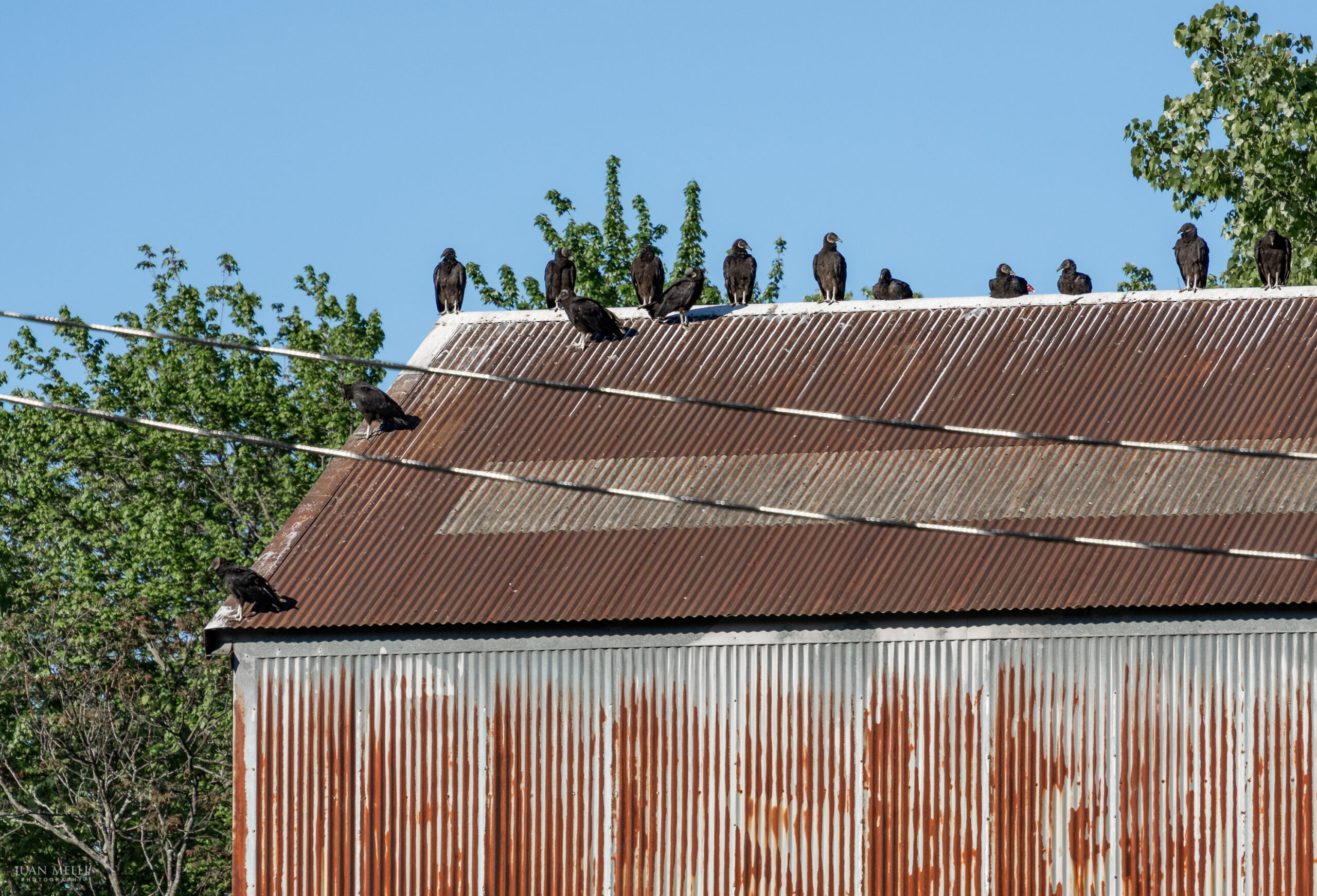 Turkey and black vultures