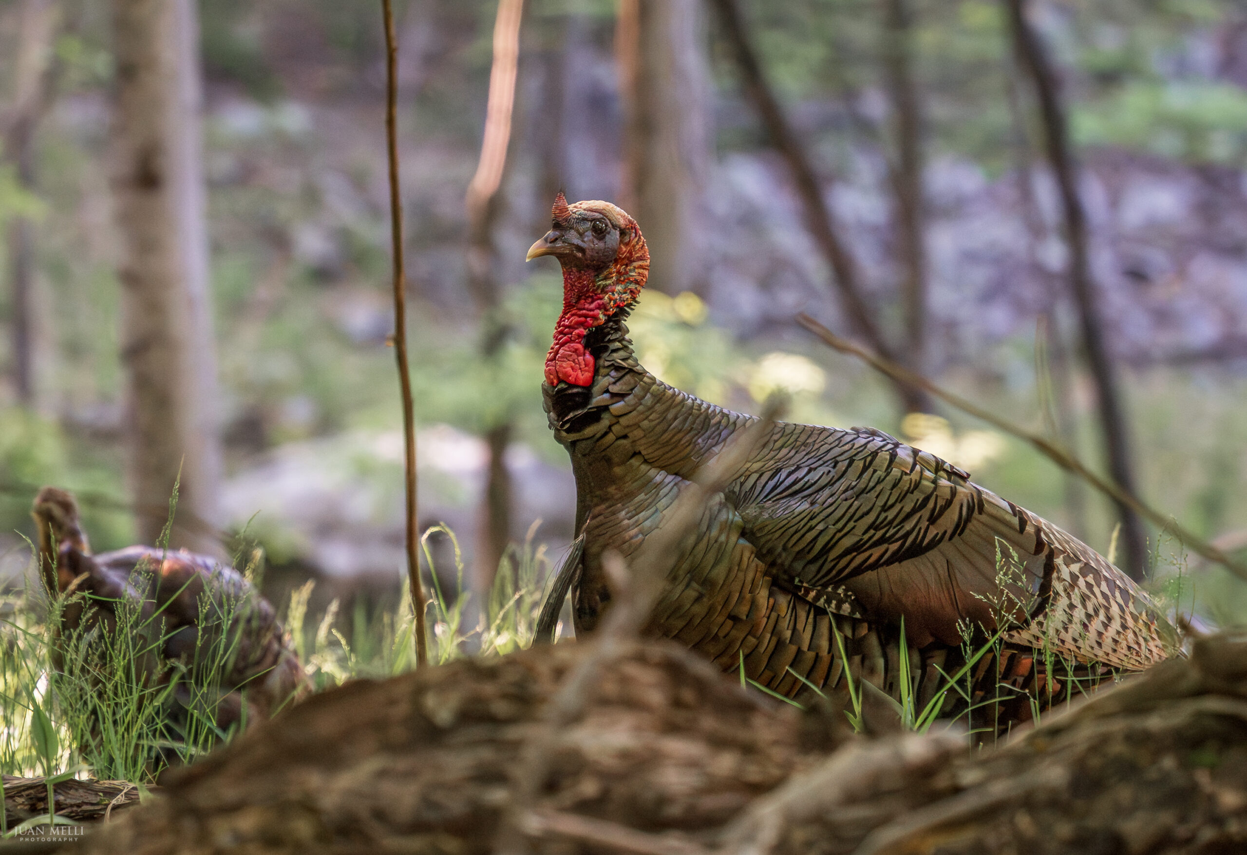 Wild Turkey