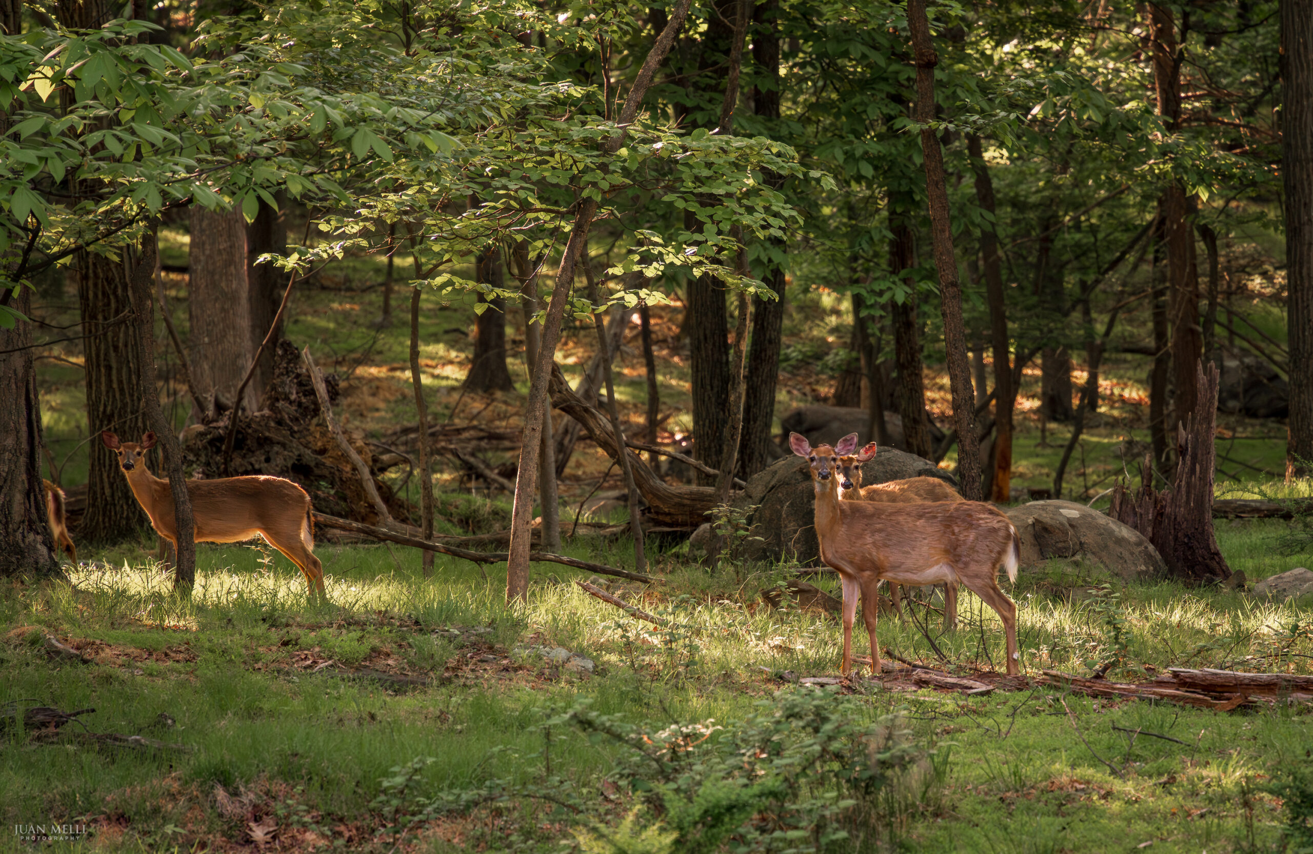 Deer