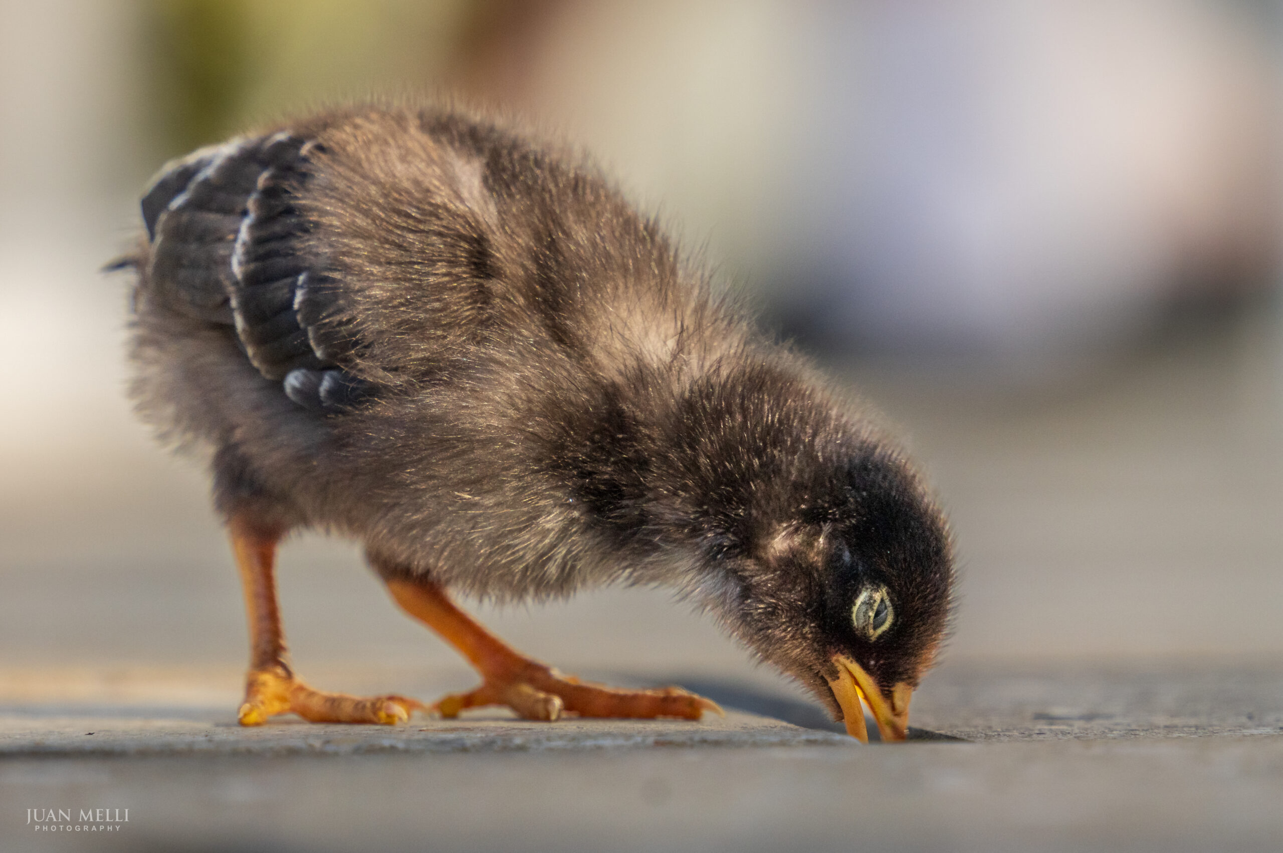 A chick finding food in a crack in the sidewalk