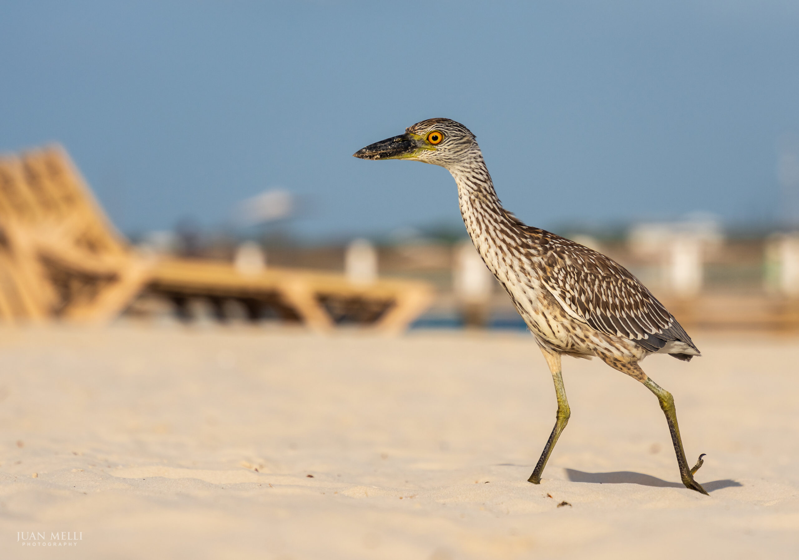 Juvenile Yellow-crowned Night Heron