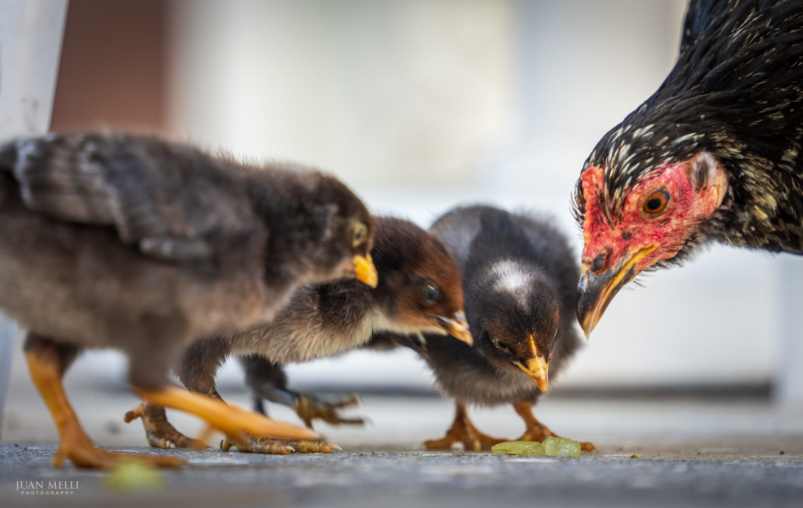 Chicken and her chicks