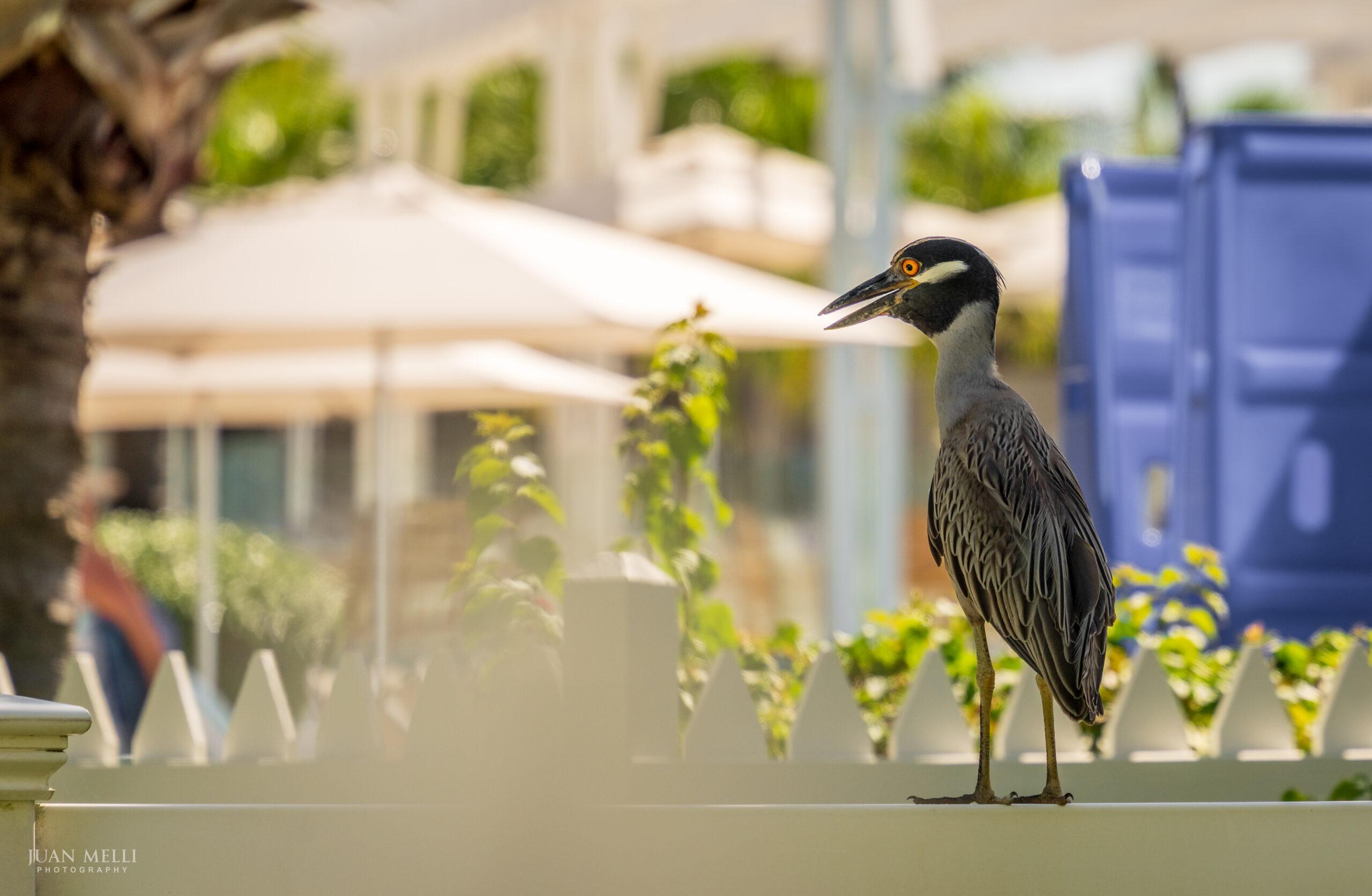 Black-crowned Night Heron
