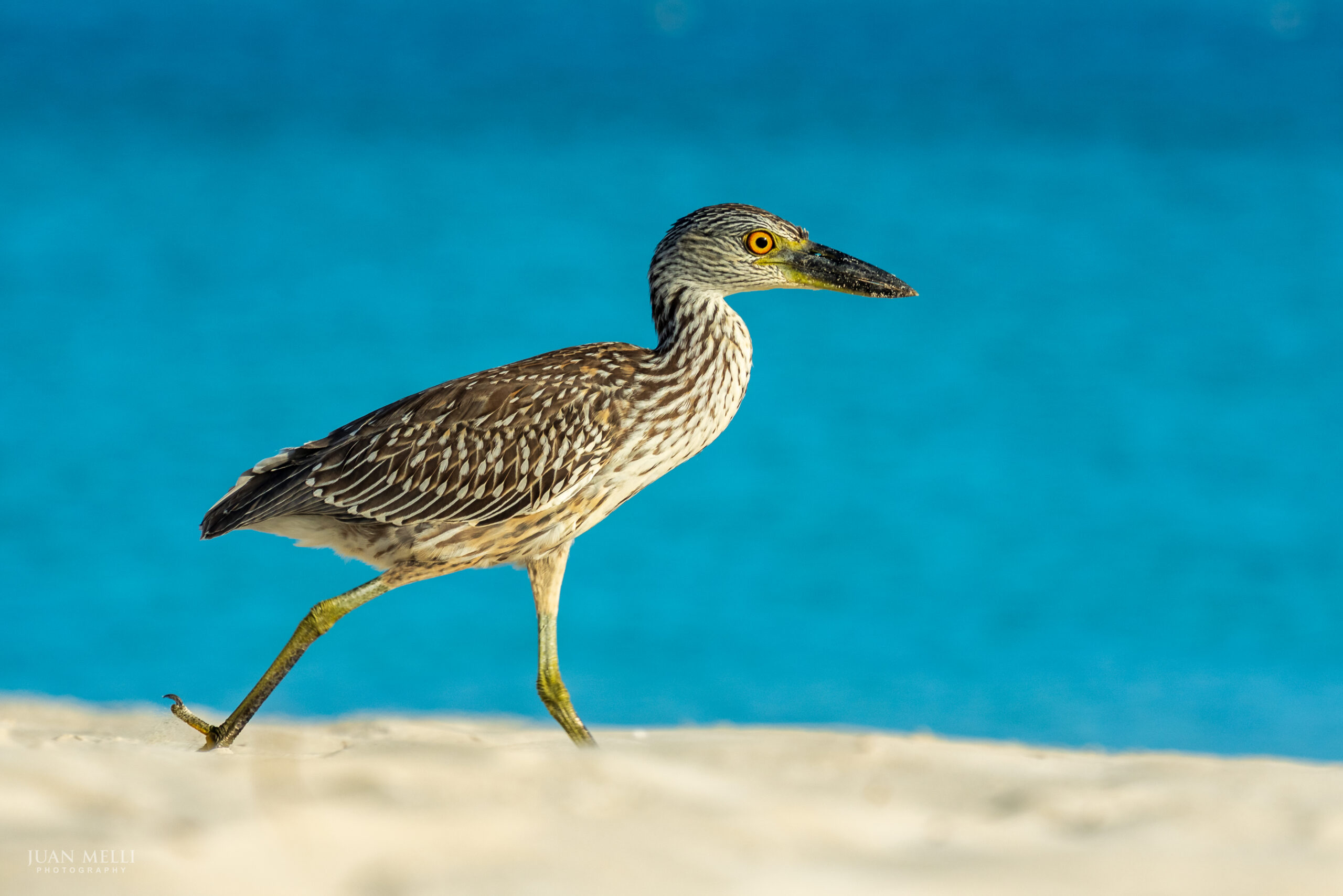 Juvenile yellow-crowned night heron