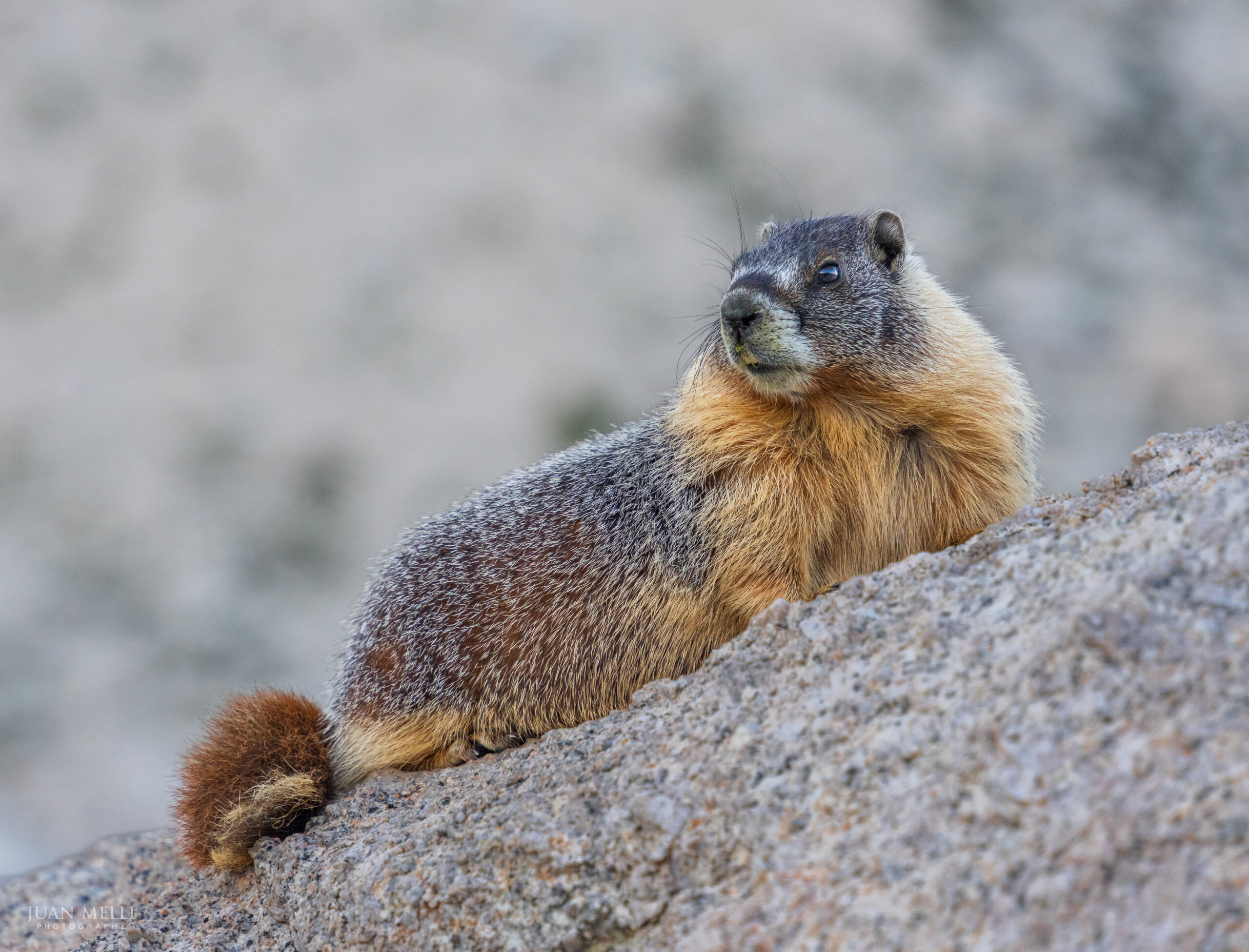 A watchful marmot