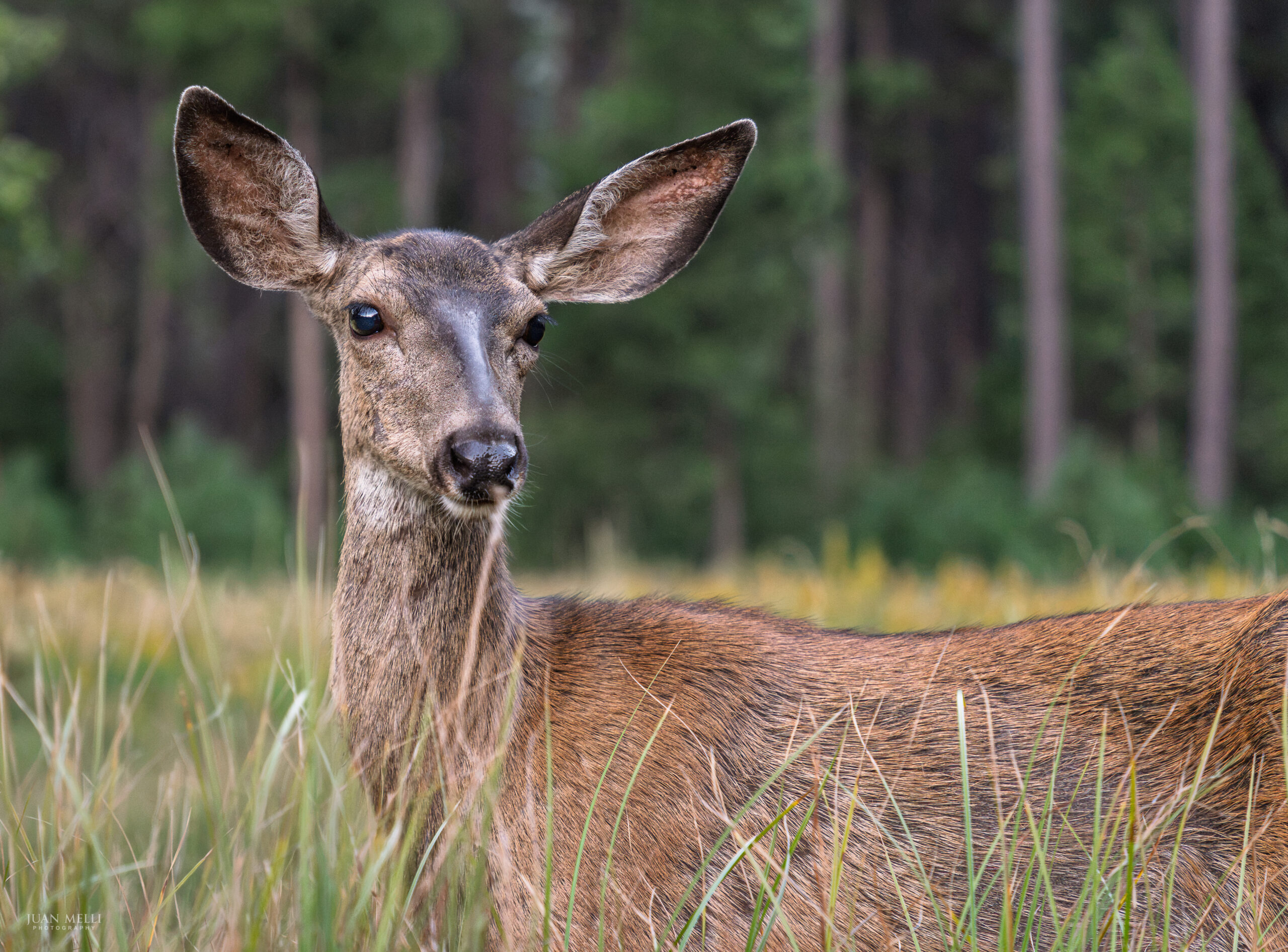 Deer in Stoneman Meadow